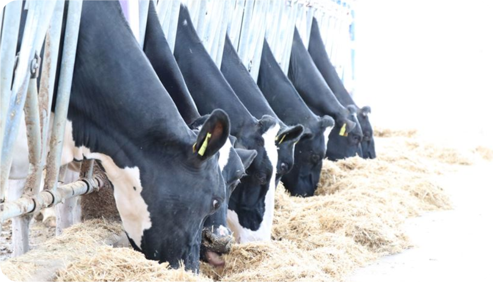 Süt Toplama Kooperatiflerinin Bölge Hayvancılığına Katkısı