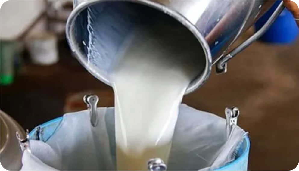 Kaliteli Süt Üretimi ve Hijyenik Toplama Sürecinin Önemi